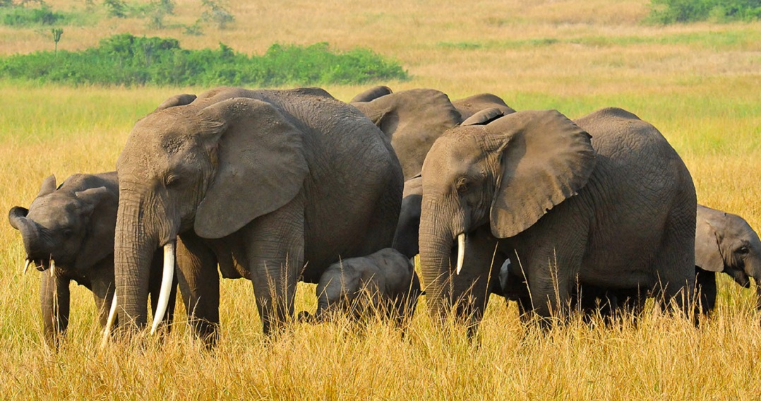 Queen Elizabeth National Park